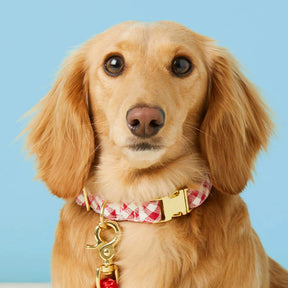 Dog Collar Red Gingham