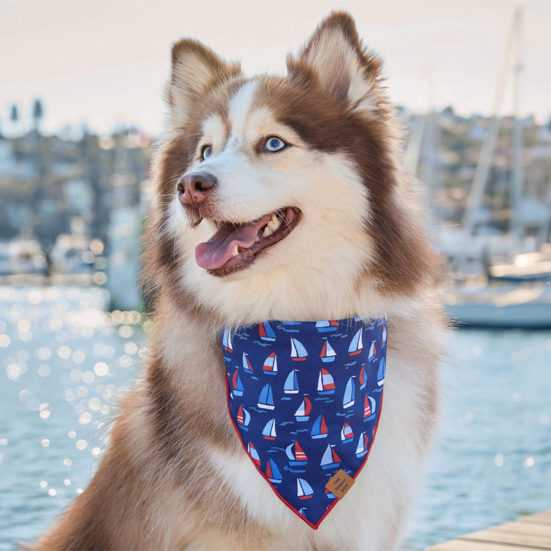 The Foggy Dog - Bandana Dog Regatta