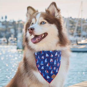 The Foggy Dog - Bandana Dog Regatta