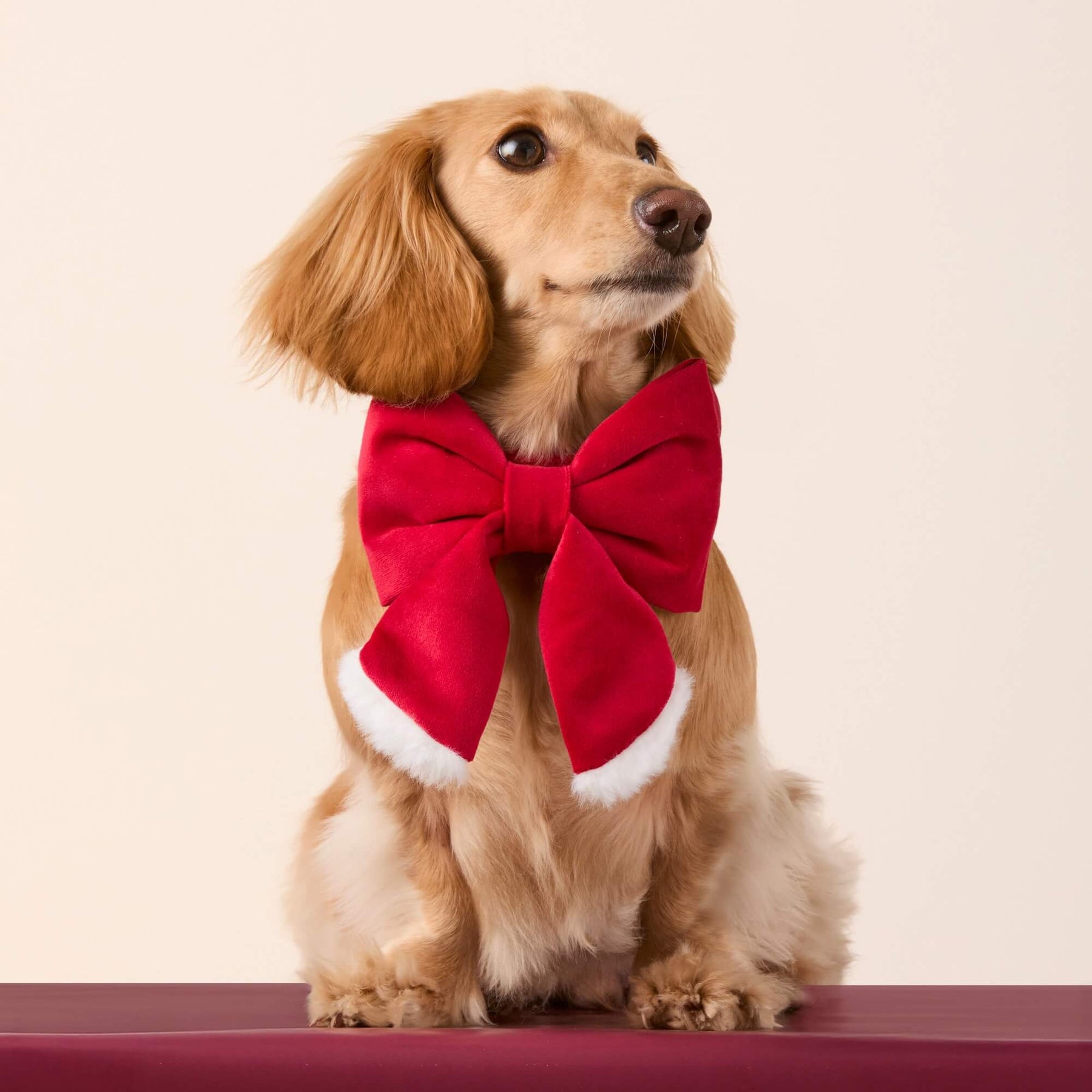Dog Bow Lady Santa Paws