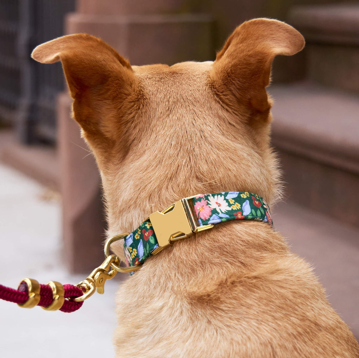 Dog Collar Secret Garden