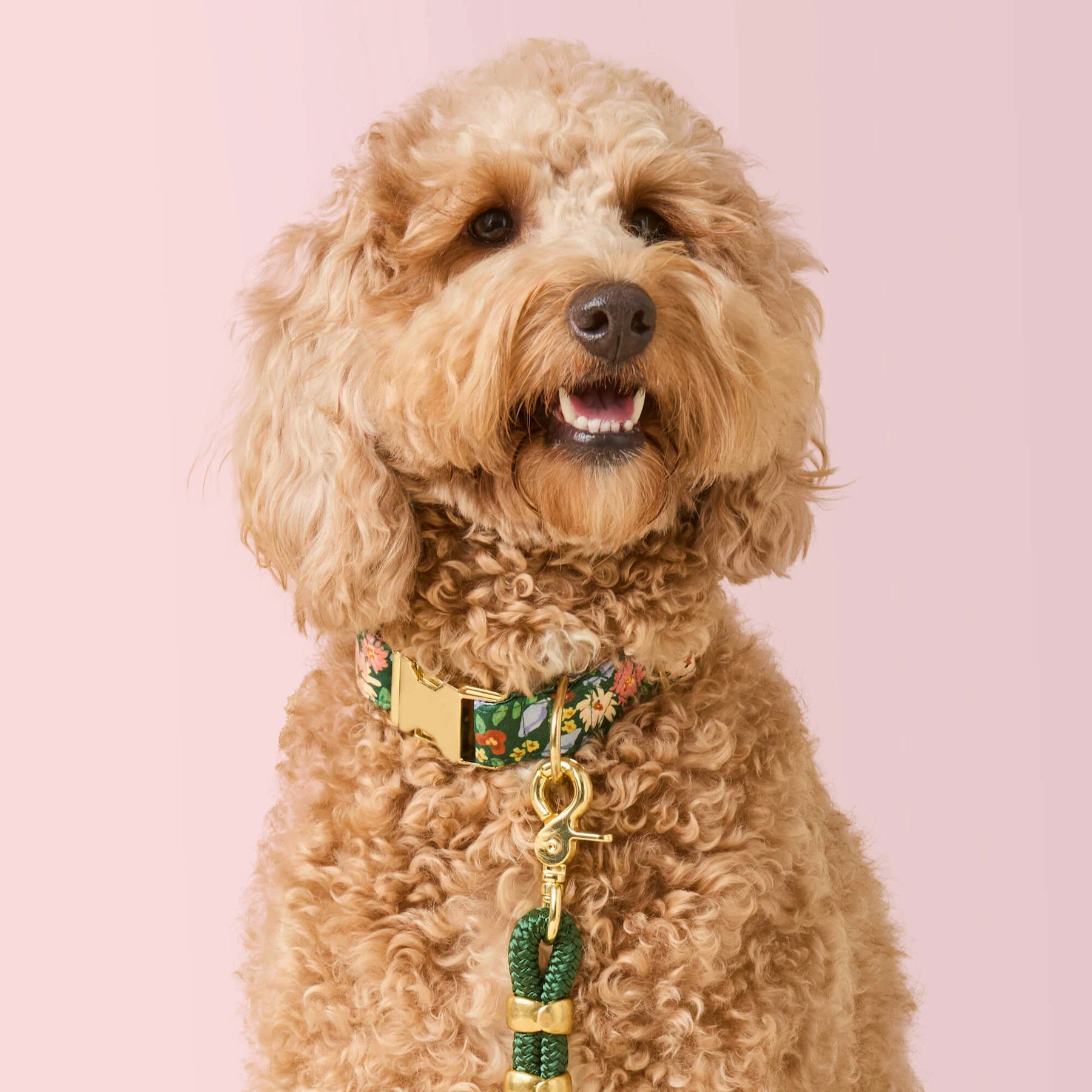 The Foggy Dog - Dog Collar Secret Garden