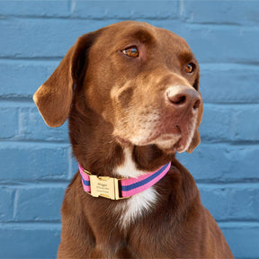 The Foggy Dog - Dog Collar Sloane Striped