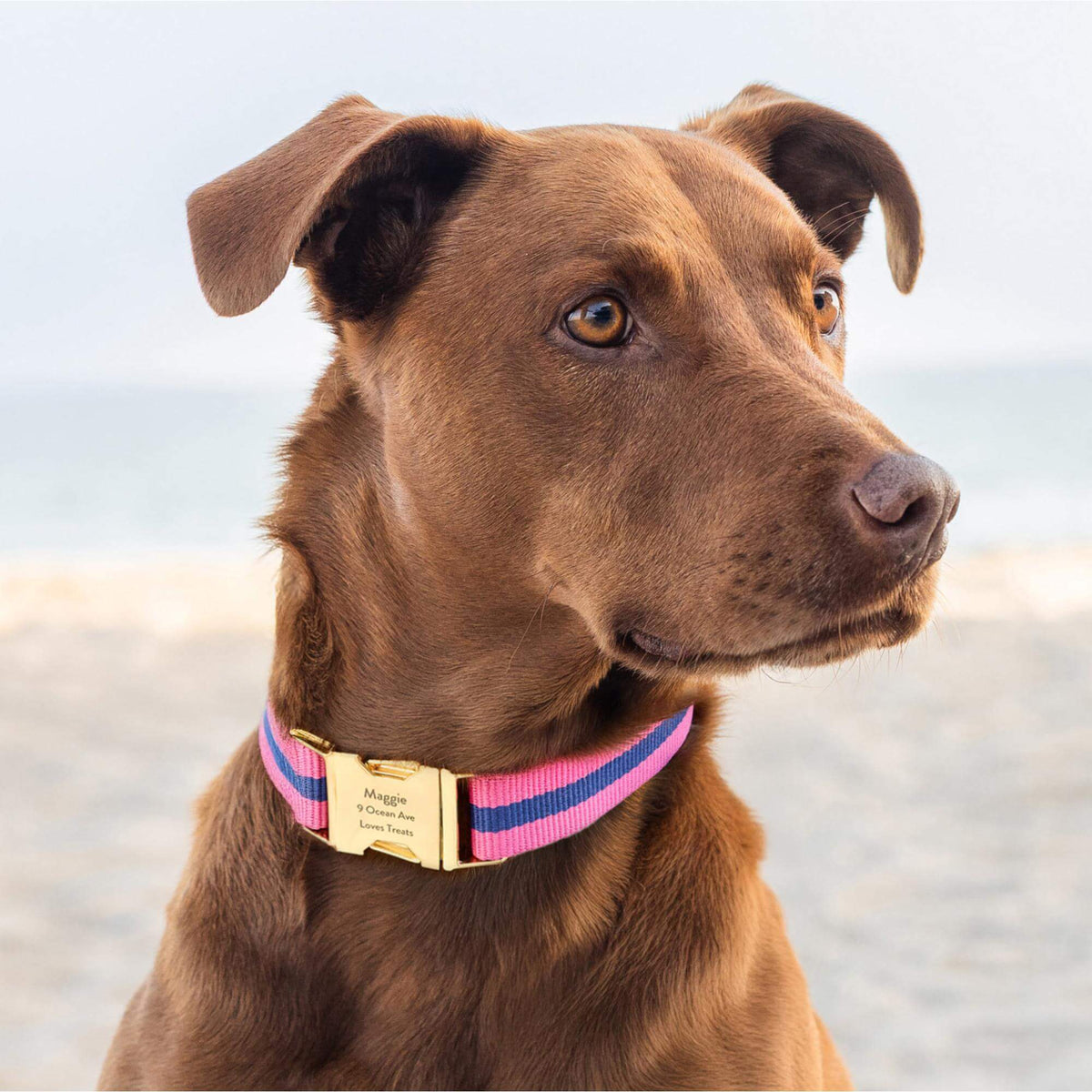 The Foggy Dog - Dog Collar Sloane Striped