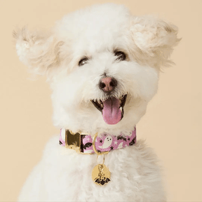 The Foggy Dog - Dog Collar Spooky Season Glow In the Dark