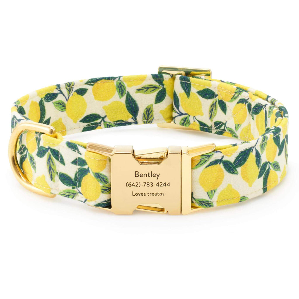 Foggy Dog - Dog Collar Lemon Zest