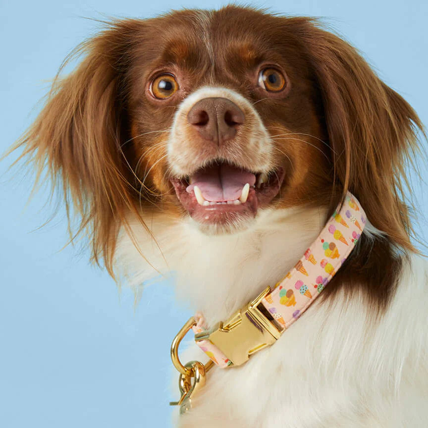 Dog Collar Sundae Funday