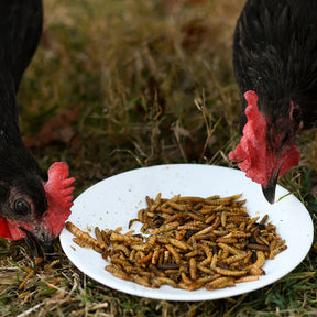 Happy Hen Superworm Surpise