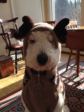 Chilly Dog -  Dog Hoodie Moosey