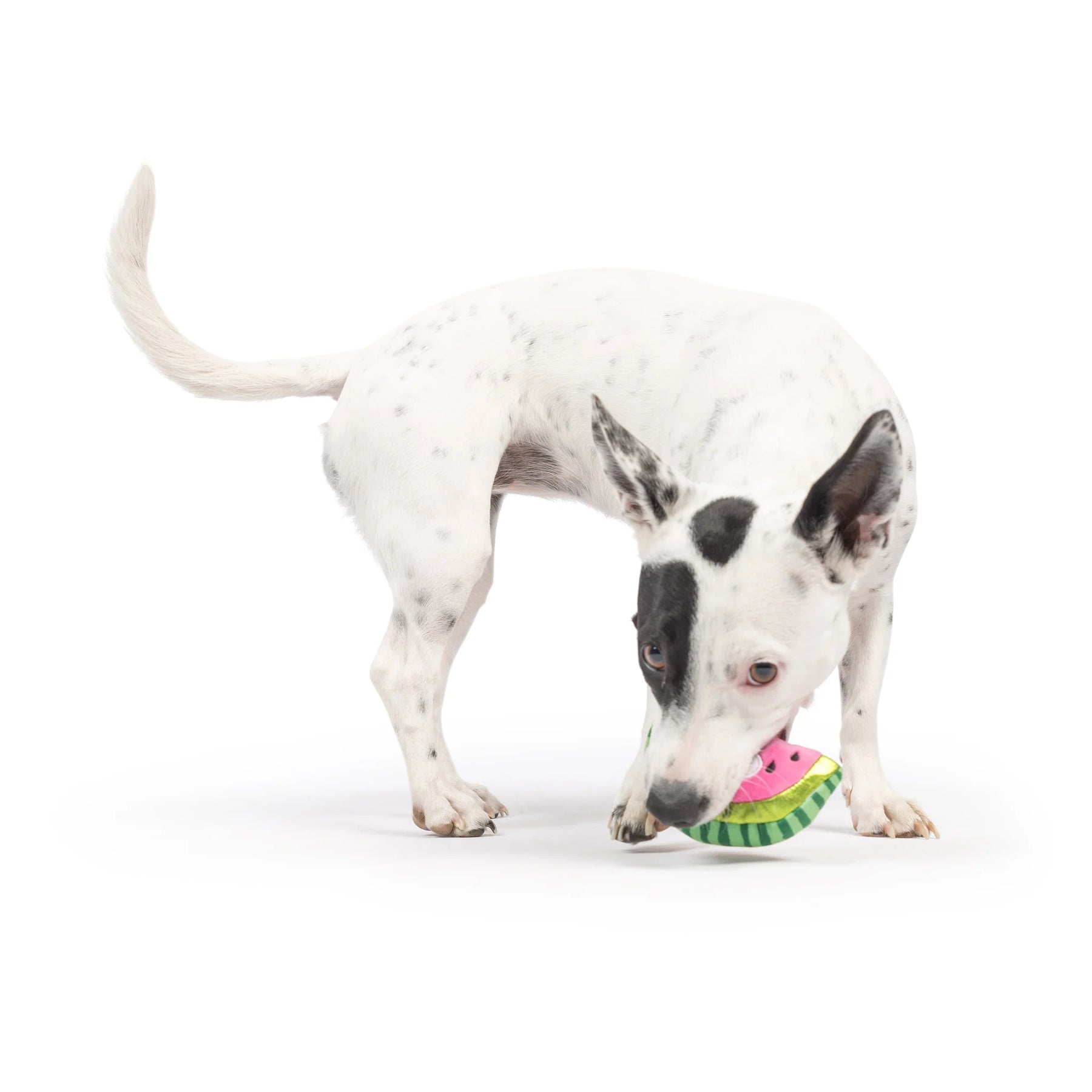 Huxley & Kent - Dog Toy Tiny Tuff Walter Melon