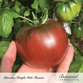 Tomato Pole Cherokee Purple Organic Seeds