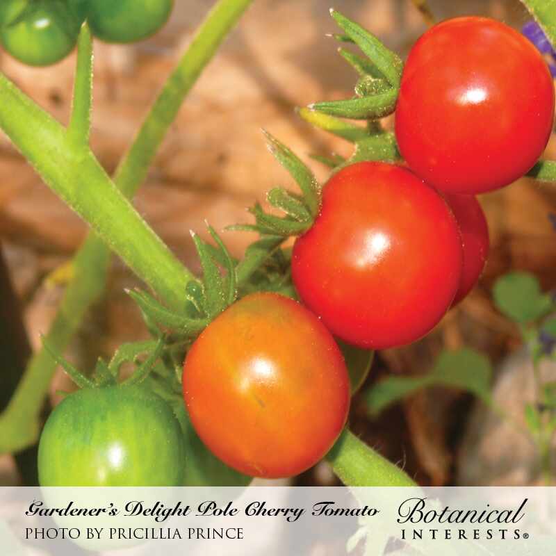 Botanical Interests, Inc. - Gardener's Delight Pole Cherry Tomato Seeds
