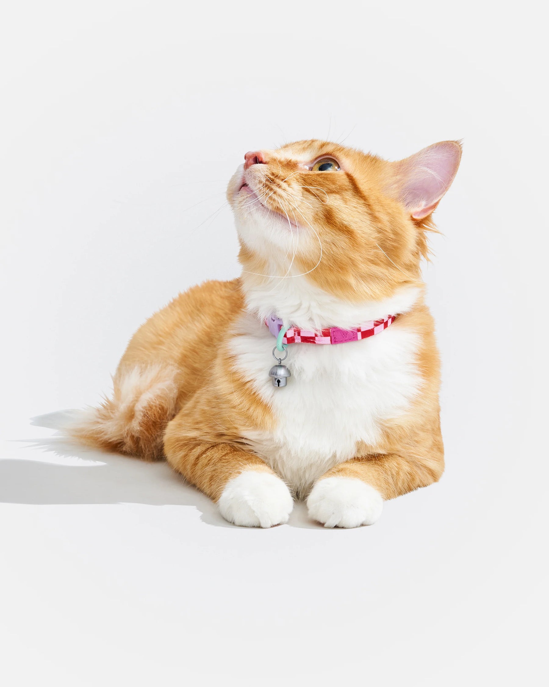 Wild One - Cat Collar With Bell