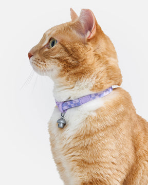 Wild One - Cat Collar With Bell