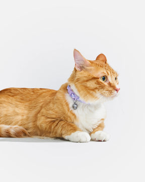 Wild One - Cat Collar With Bell