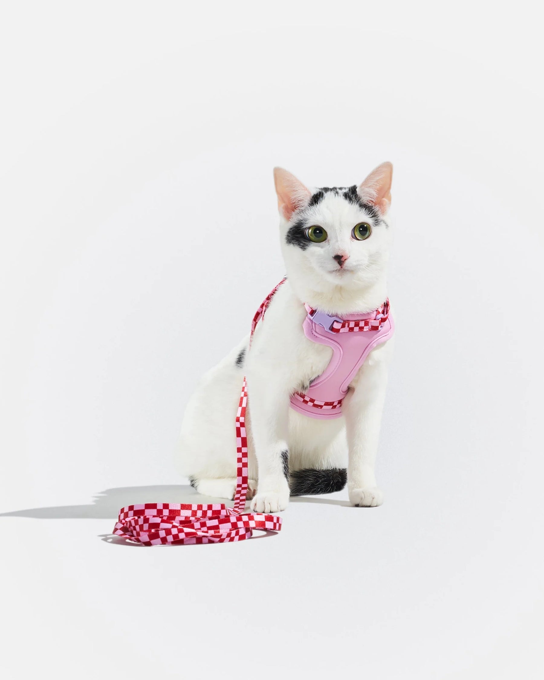 Wild One - Cat Harness With Leash