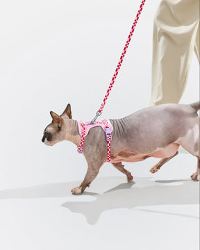 Wild One - Cat Harness With Leash