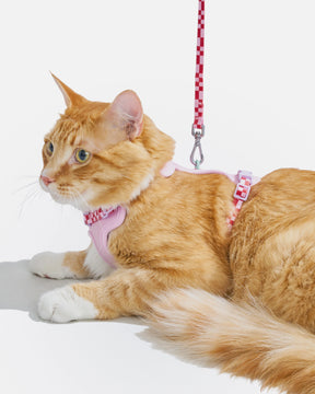 Wild One - Cat Harness With Leash