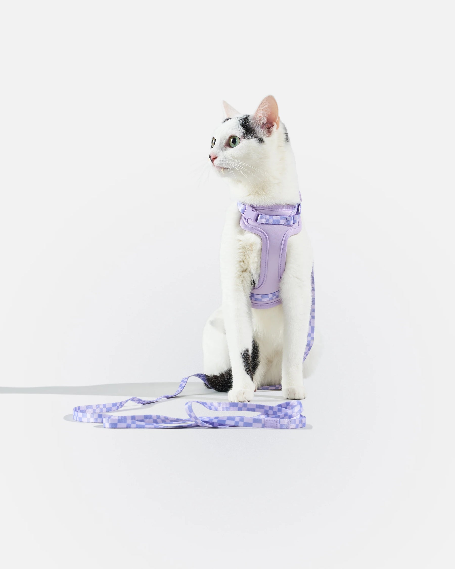 Wild One - Cat Harness With Leash
