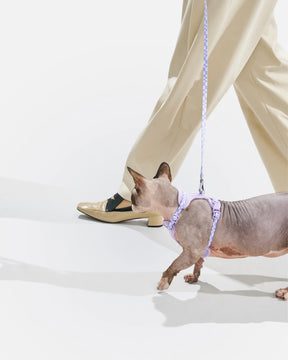 Wild One - Cat Harness With Leash