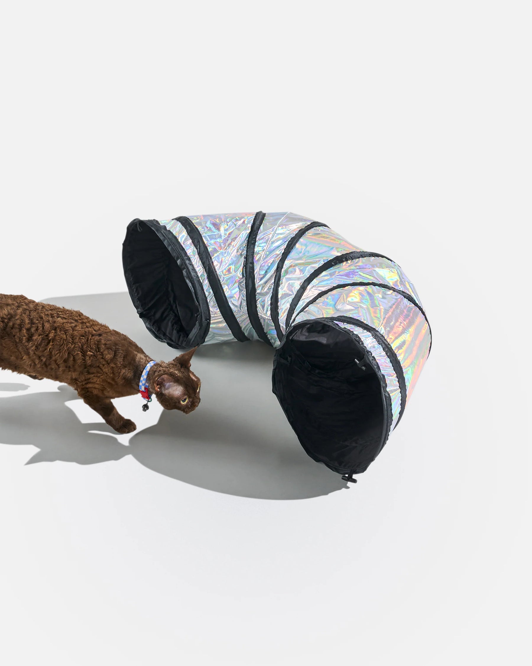Wild One - Cat Lunar Tunnel