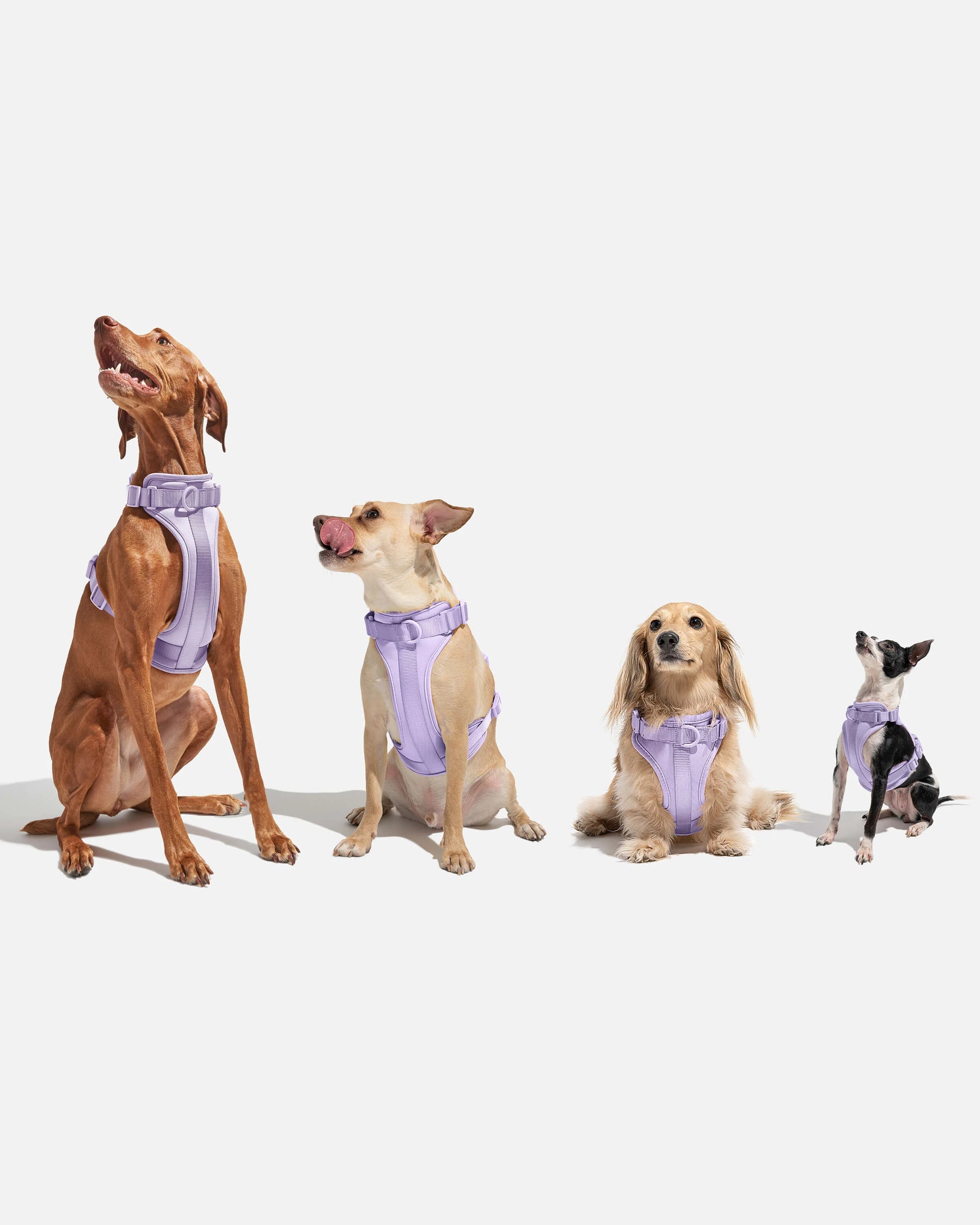Wild One - Dog Harness Adjustable Comfort Spruce