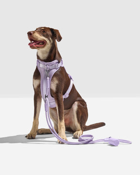 Wild One - Leash Rope 4 In 1