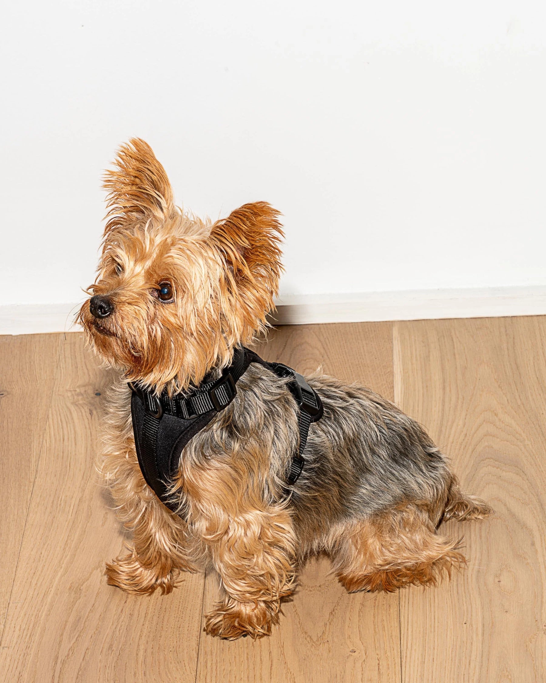 Wild One - Dog Harness Adjustable Comfort Black