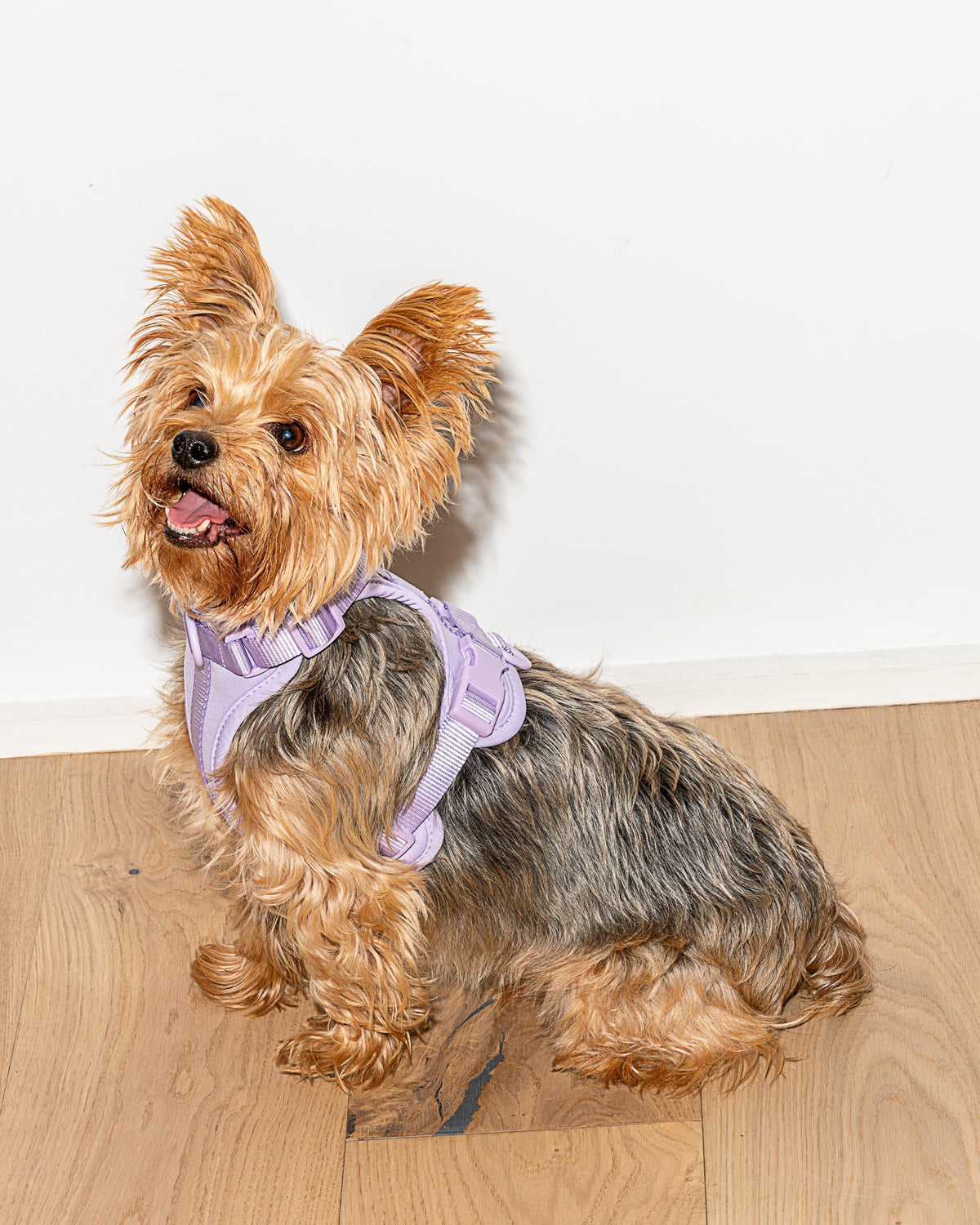 Wild One - Dog Harness Adjustable Comfort Lilac