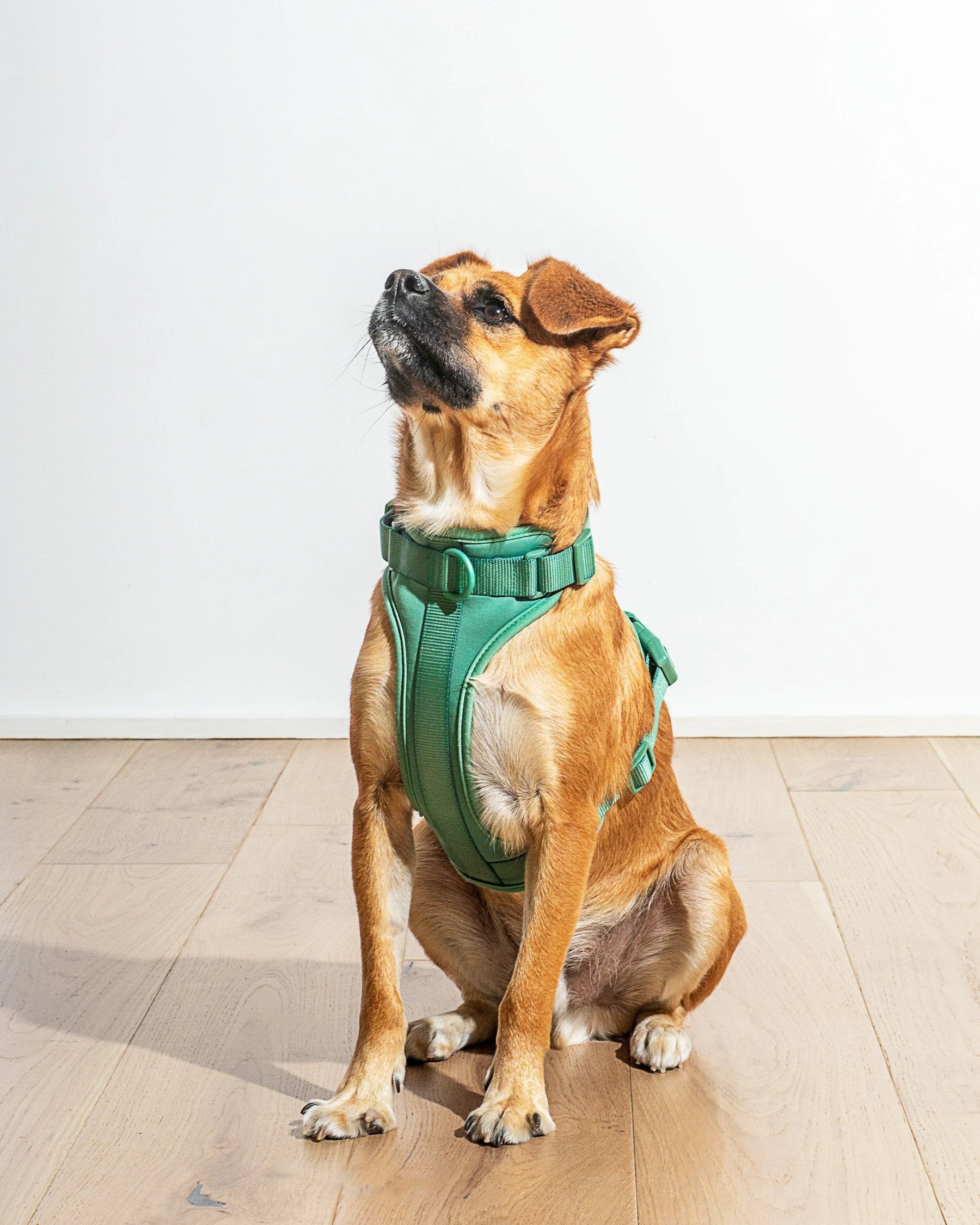 Wild One - Dog Harness Adjustable Comfort Spruce