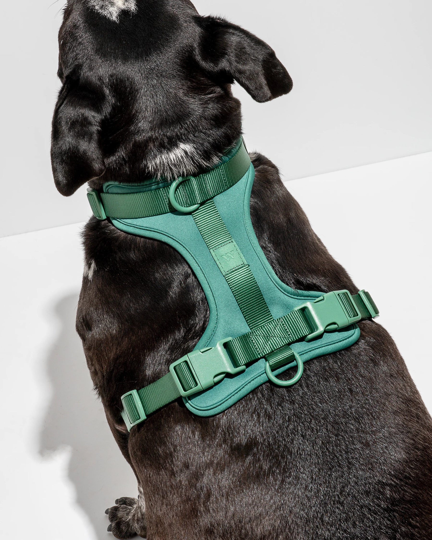 Wild One - Dog Harness Adjustable Comfort Spruce