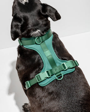 Wild One - Dog Harness Adjustable Comfort Spruce