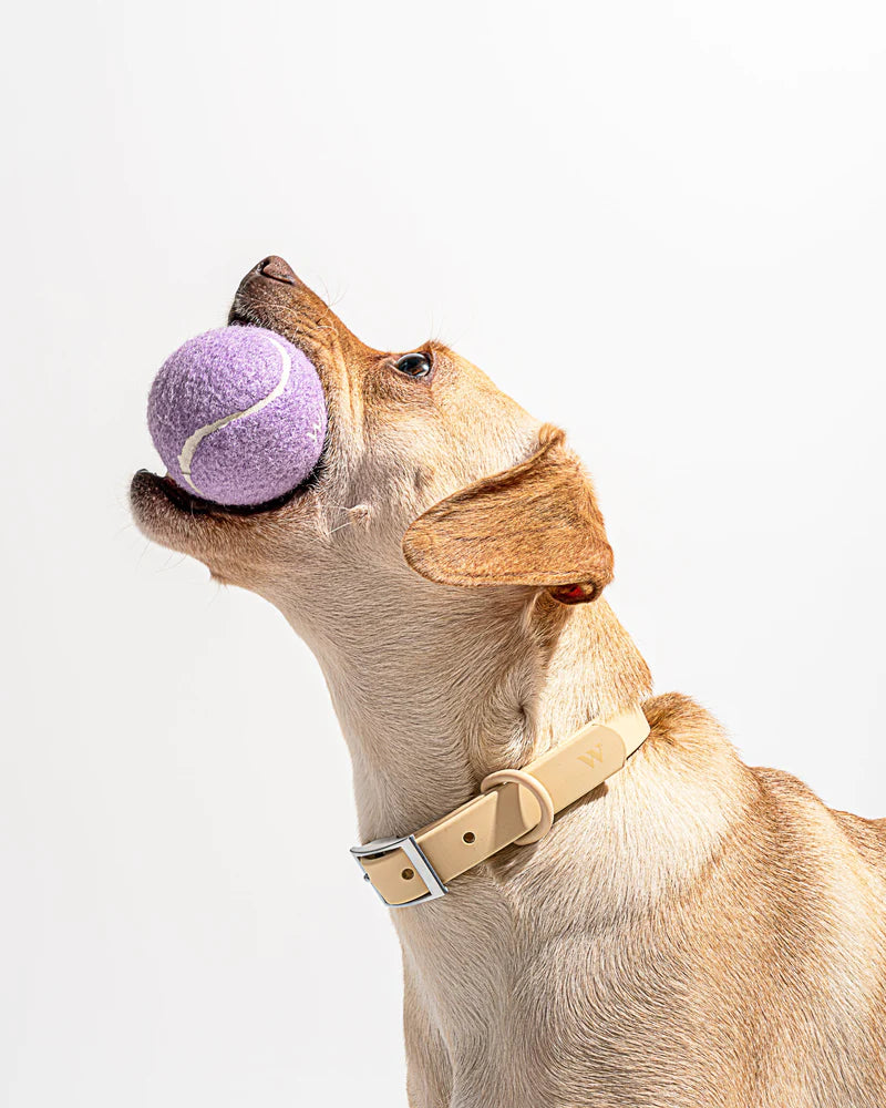 Wild One - Tennis Balls for Dogs (4 pack)