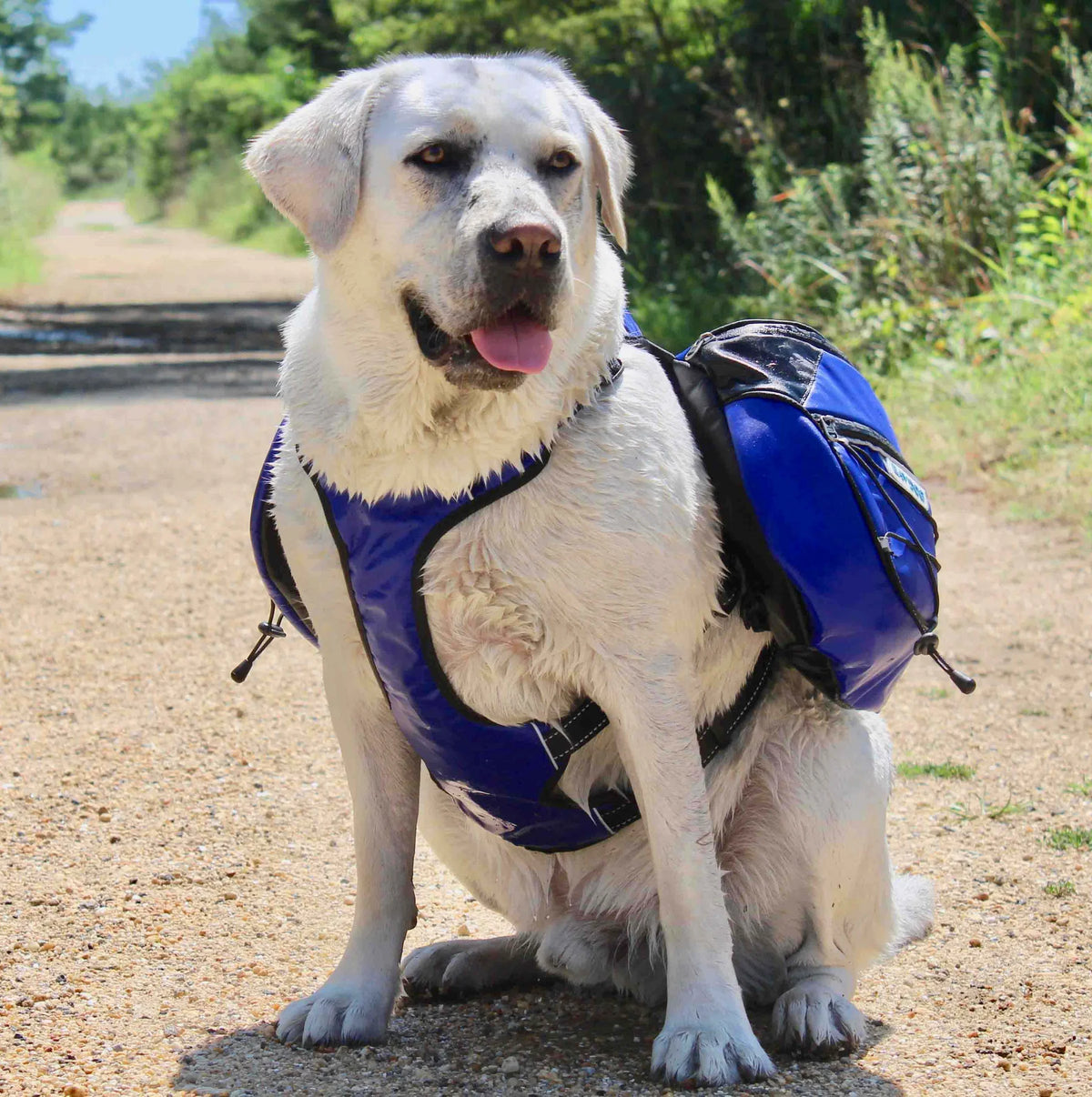 BayDog - Saranac Dog Backpack