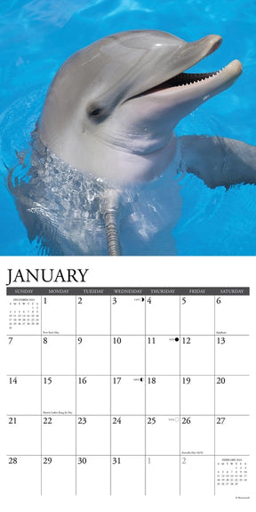 2024 Dolphins Calendar