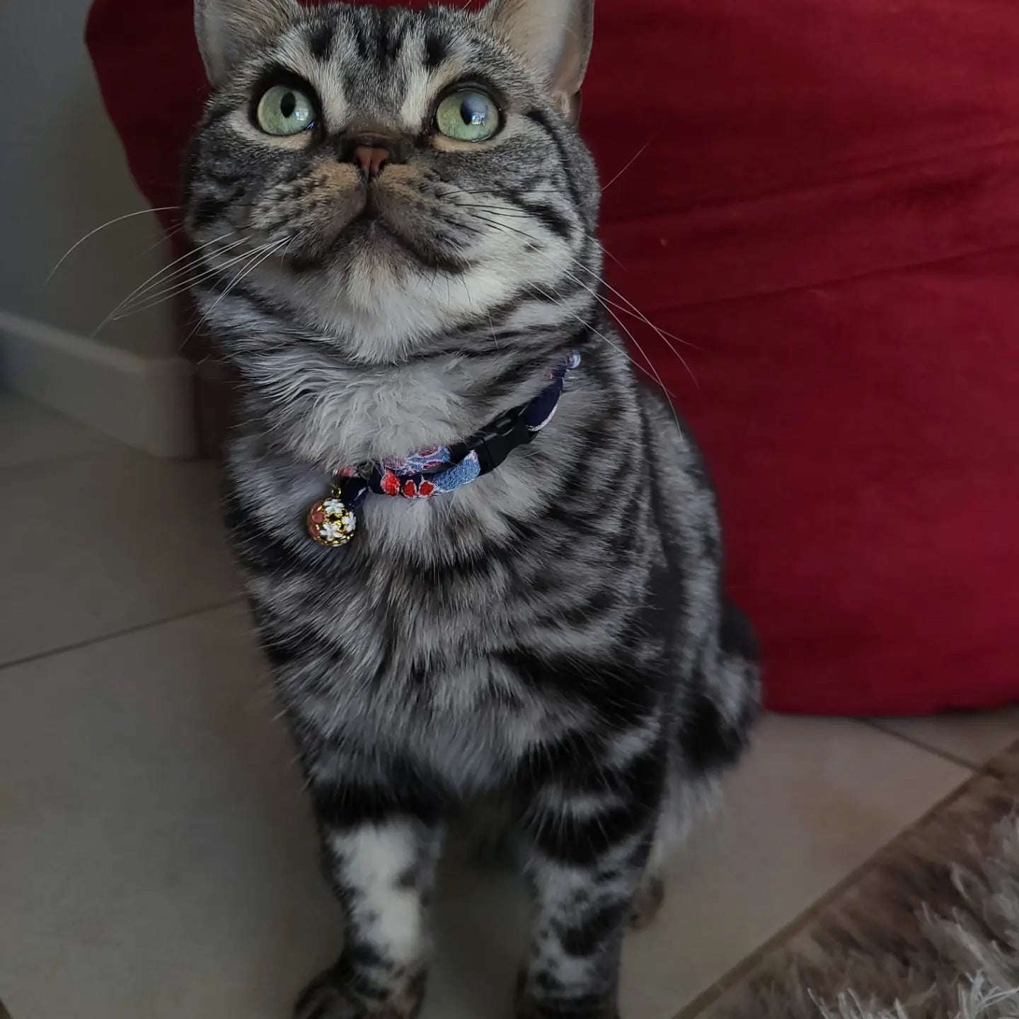 Cat Collar Chirimen Sakura