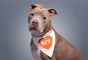 Chronicle-Hachette Book - Dog Bandana Brass Monkey BFF