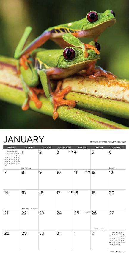 2024 Frogs Calendar