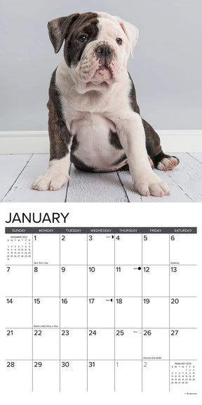 2024 Bulldog Puppies Calendar