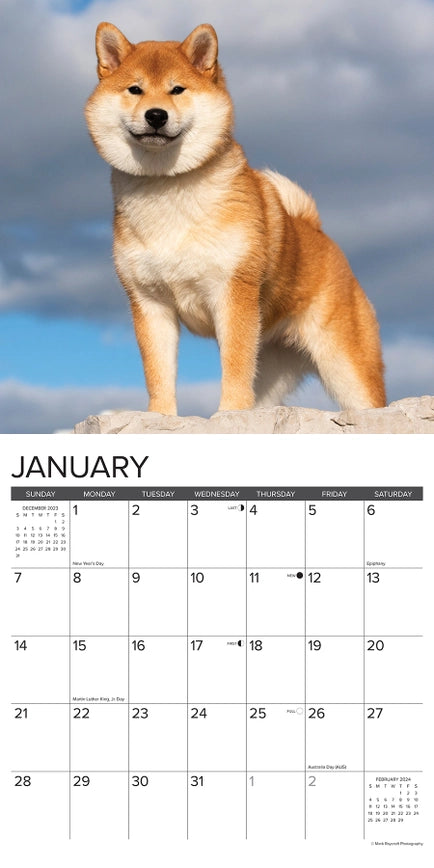 2024 Shiba Inus Calendar