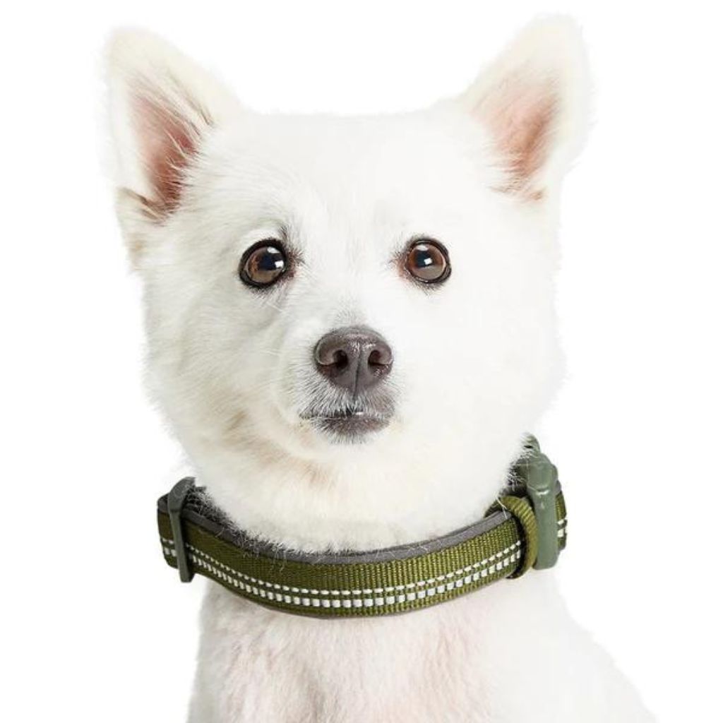 Blueberry Pet - 3M Reflective Neoprene Padded Dog Collar Olive Green