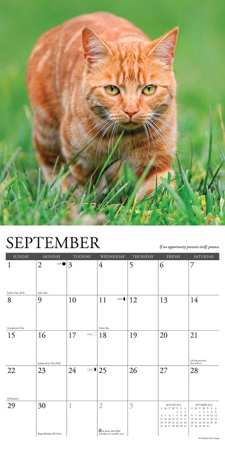 2024 What Cats Teach Us Calendar