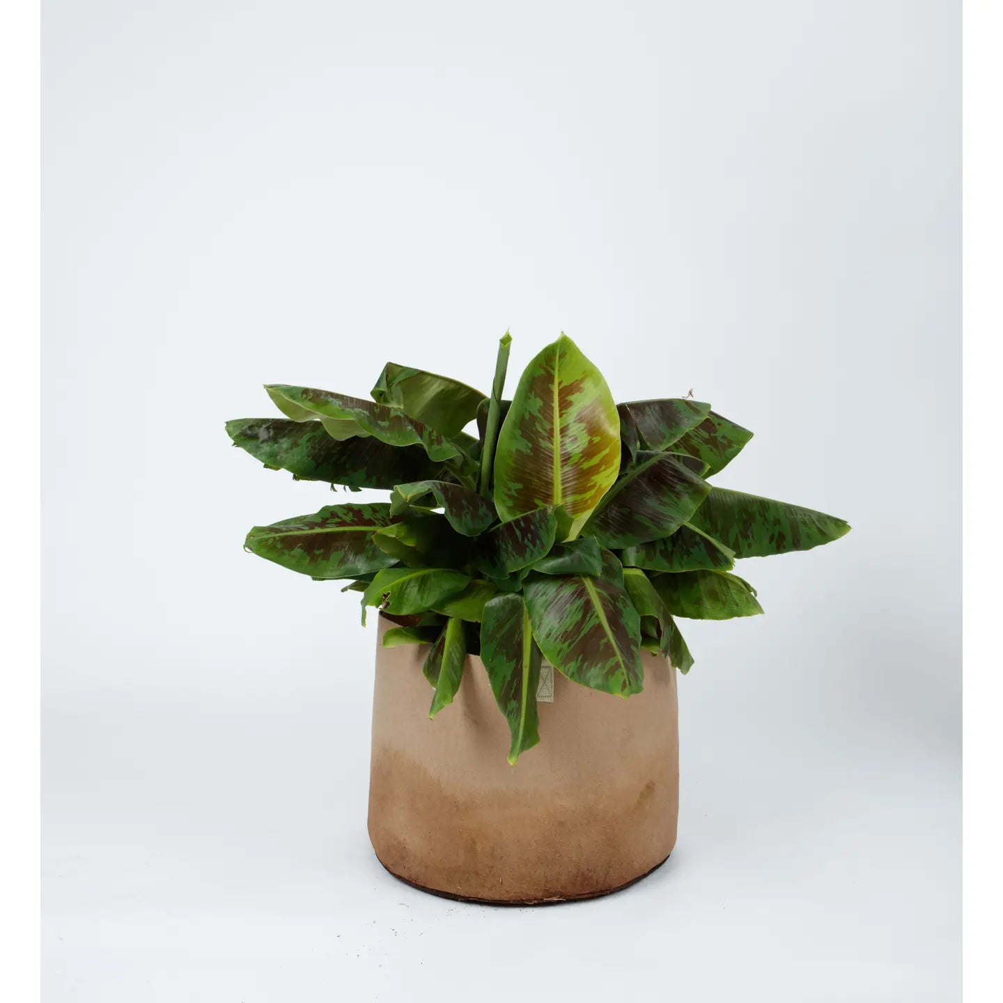 Smart Pot Natural With Handles