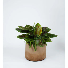 Smart Pot Natural With Handles