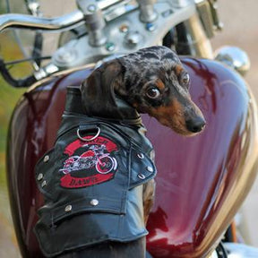 Doggie Design - Biker Dawg Motorcycle Jacket Black