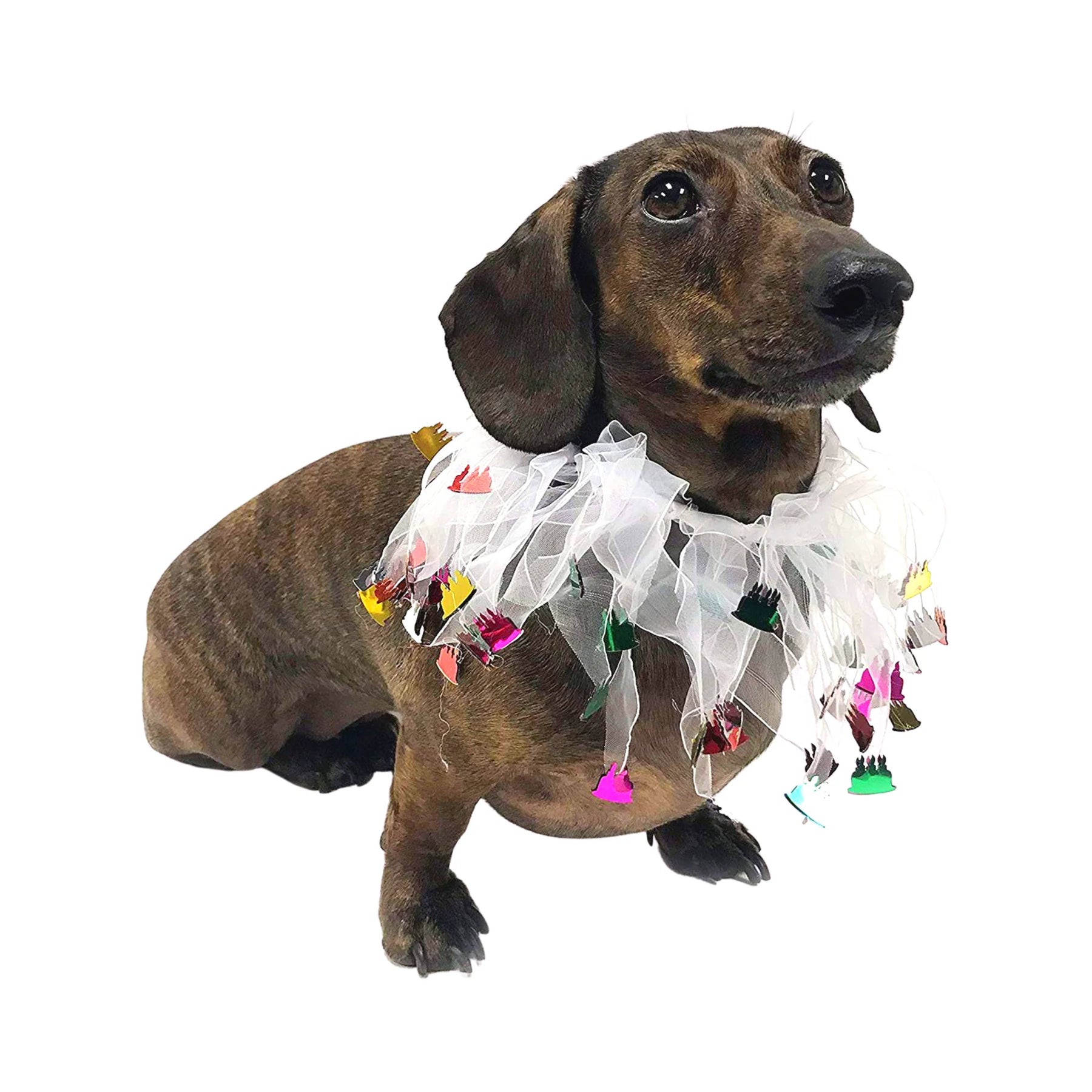 Midlee - Birthday Cake Decorative Dog Collar