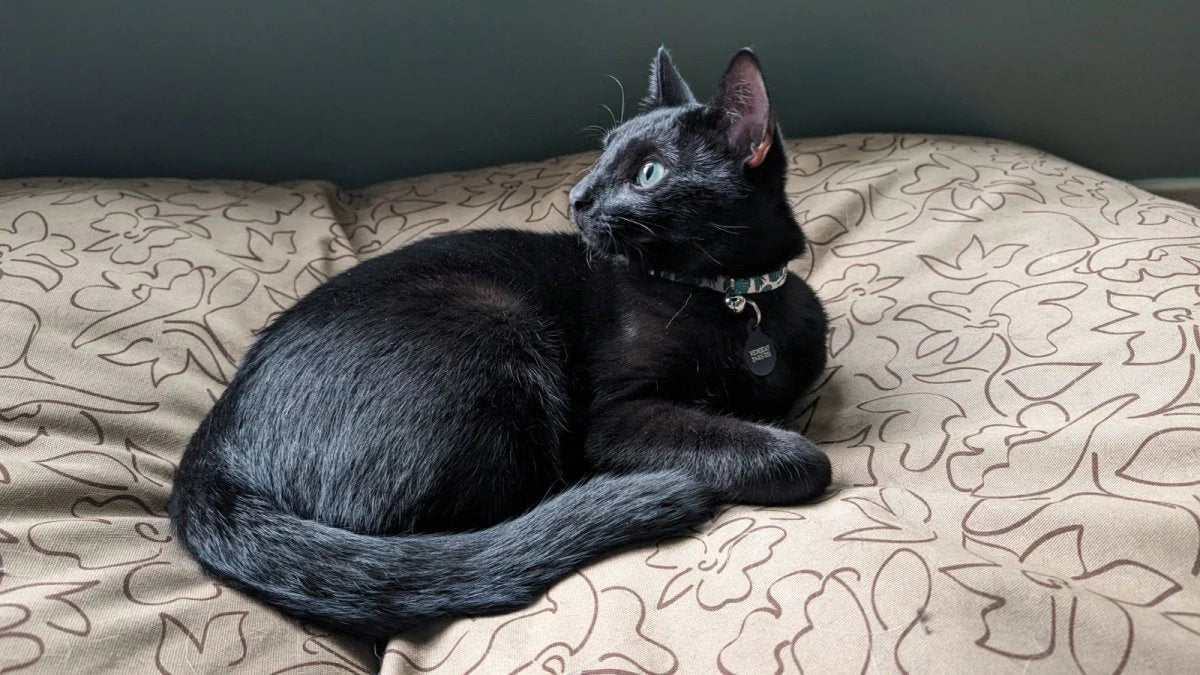 Carolina Pet - Body Glove Paintflower Pet Napper Earth Brown