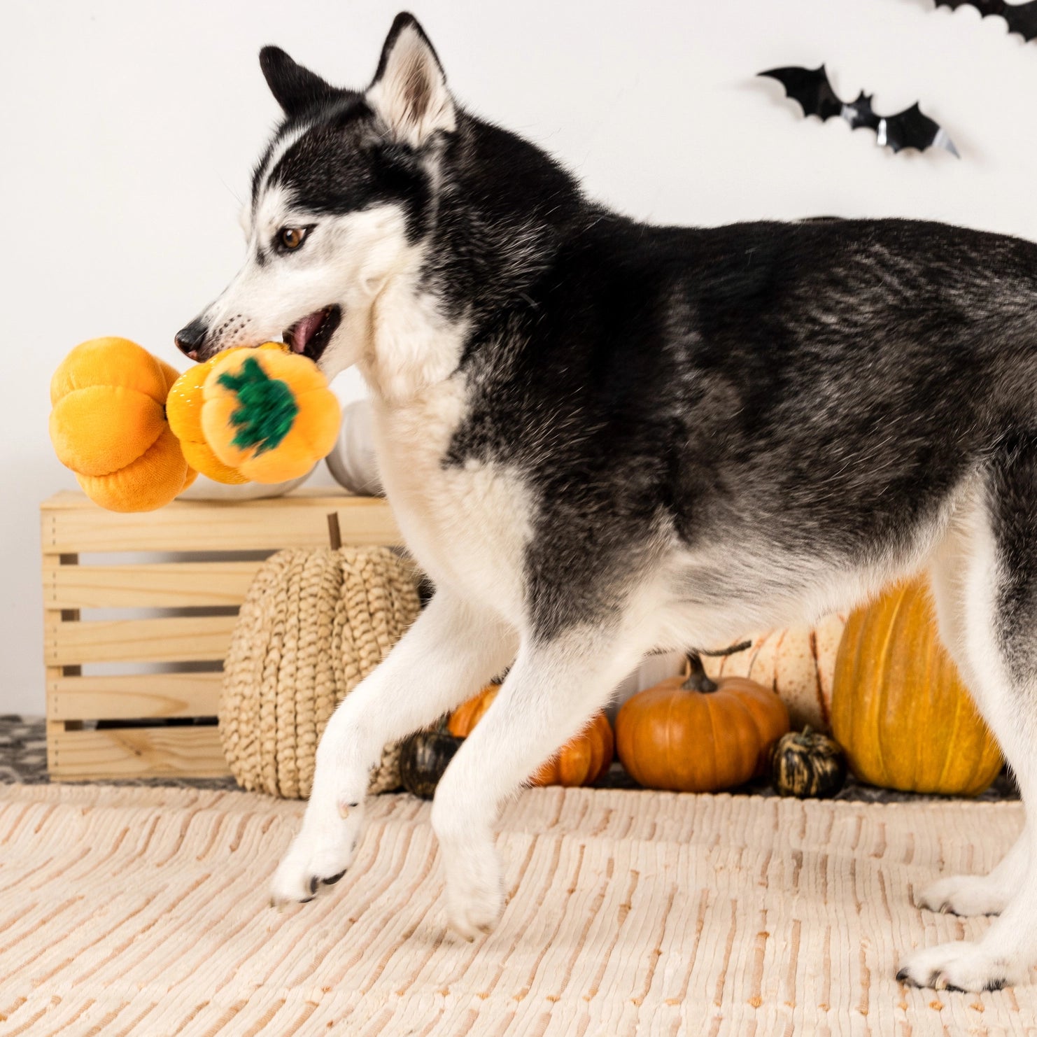 Petshop by Fringe Studio - Dog Toy Stack-O-Lantern