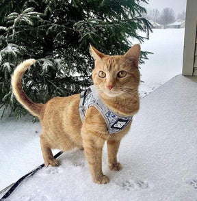 Harness & Leash Set - "Cash Cat"