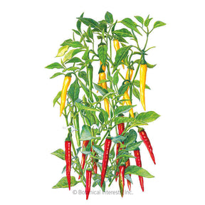 Botanical Interests, Inc. - Cayenne Blend Chile Pepper Seeds